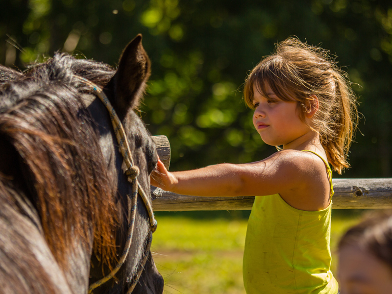 Child pats a horse