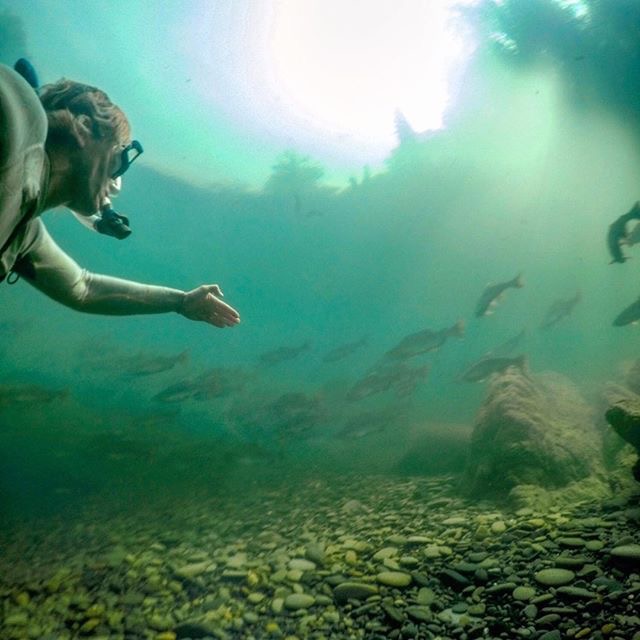 Snorkelling with salmon Northern BC Bear Claw Lodge luxury wilderness accommodations Snorkelling with salmon Northern BC Bear Claw Lodge luxury wilderness accommodations